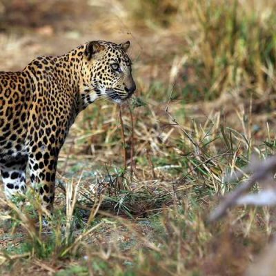 Yala National Park